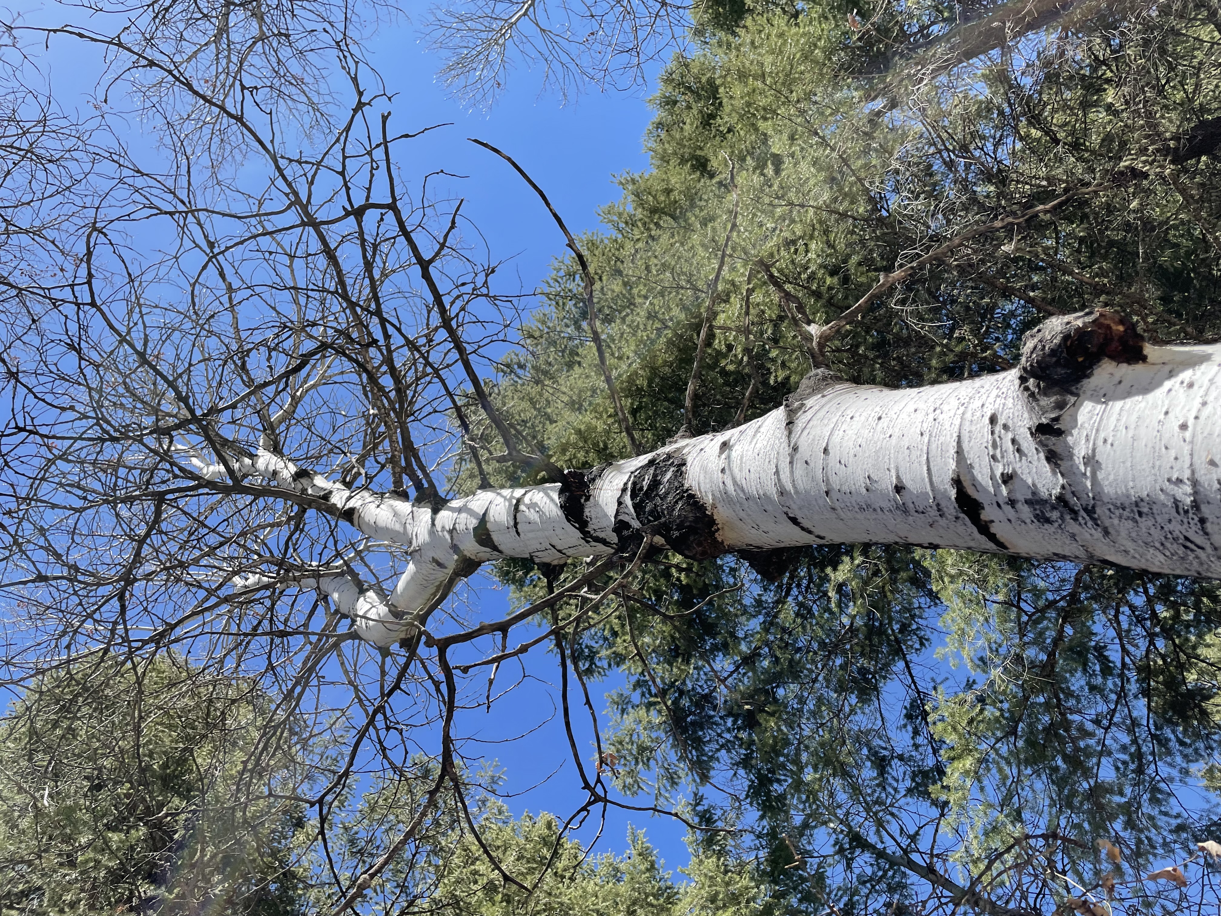 aspen tree