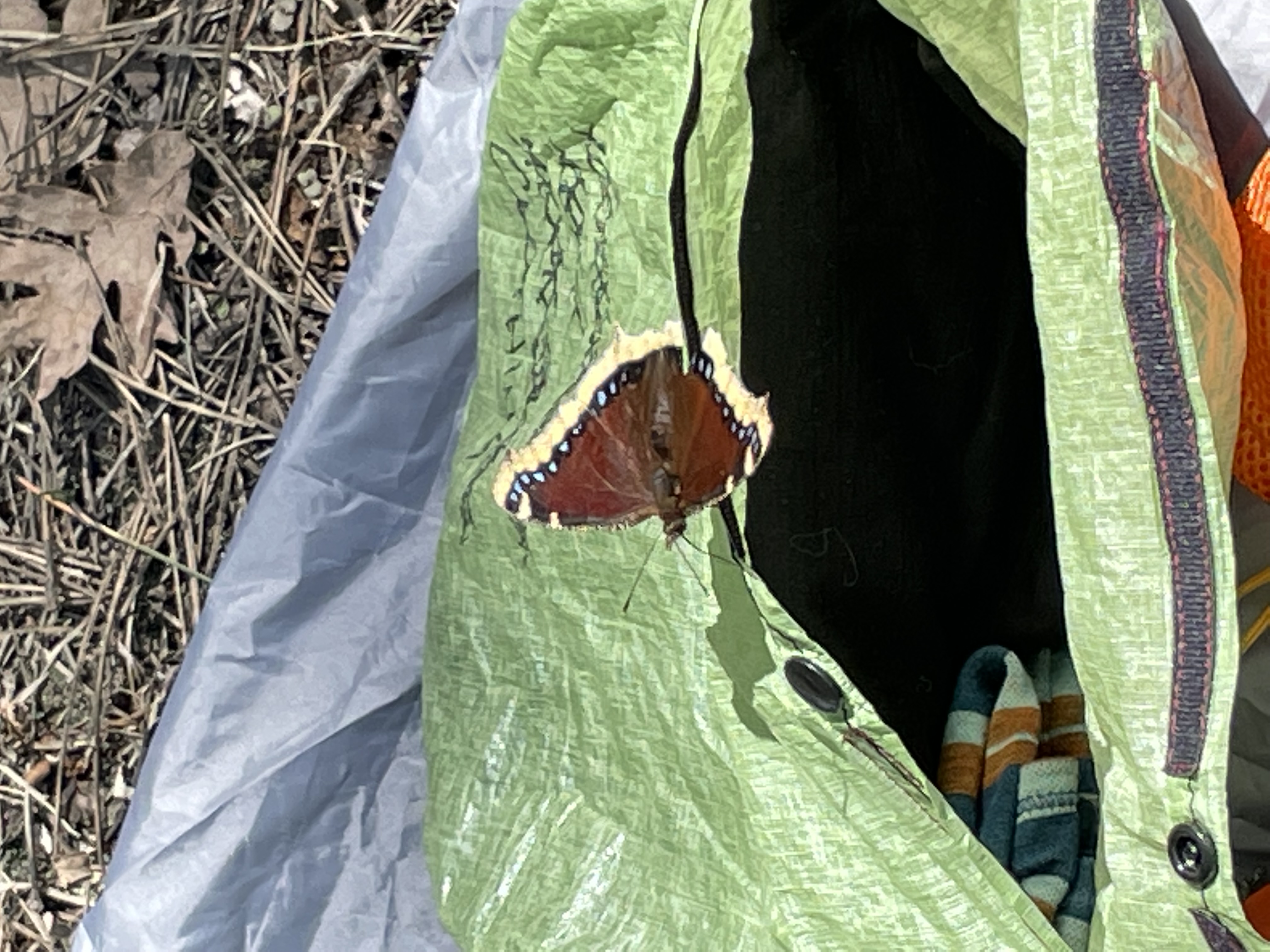 butterfly (moth?)